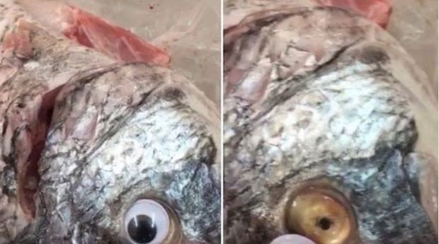 Salah satu foto menunjukkan mata palsu yang biasa dipakai pada mainan itu terlepas dari kelopak mata ikan itu. (BBC)