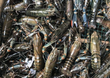 Polemik Lobster Berlanjut