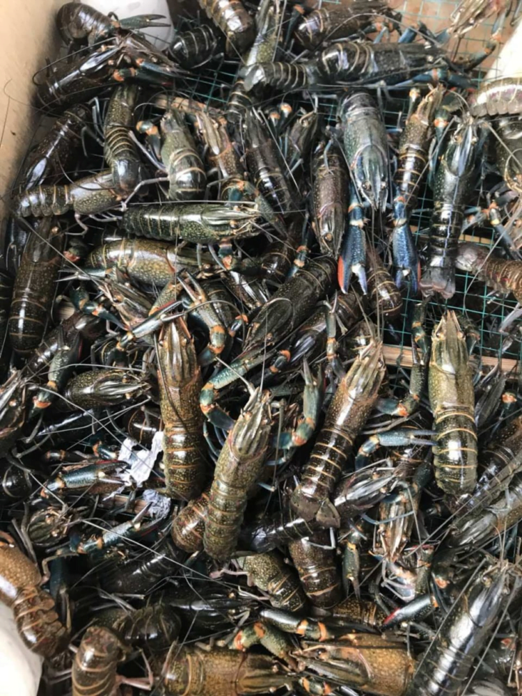 Polemik Lobster Berlanjut