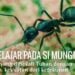 Belajar Dari Semut