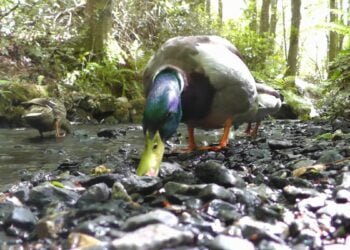 The YouTubers Keeping Pets Entertained During the Pandemic