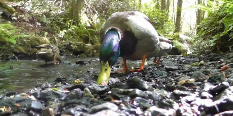 The YouTubers Keeping Pets Entertained During the Pandemic