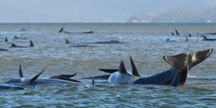 Australian Whale Stranding Now One of the Largest in Recorded History