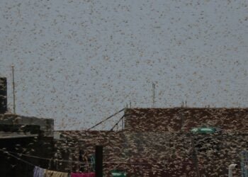 Expect Plagues of Locusts as Climate Change Gets Worse, Say Scientists