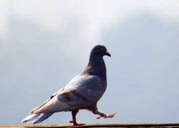Birds Are Super Intelligent and Self-Aware, Reveal Newfound Brain Structures