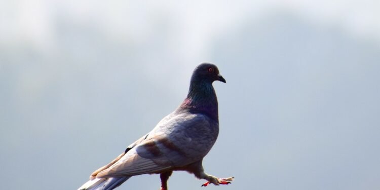 Birds Are Super Intelligent and Self-Aware, Reveal Newfound Brain Structures