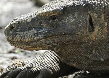 Indonesia Plans ‘Jurassic Park’-Style Attraction for Komodo Dragon Tourism