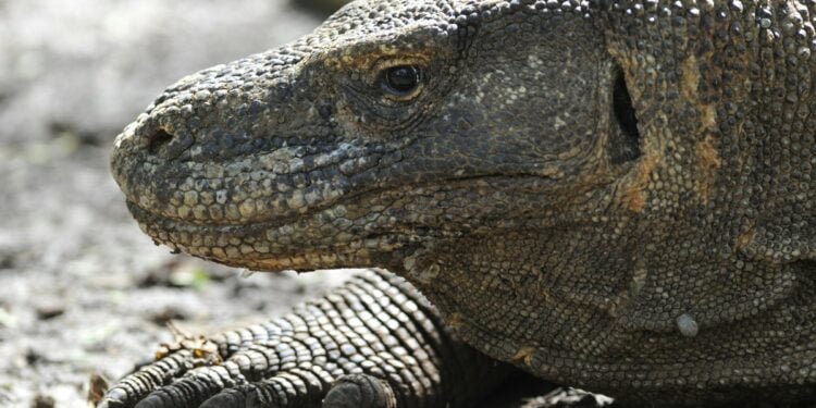 Indonesia Plans ‘Jurassic Park’-Style Attraction for Komodo Dragon Tourism