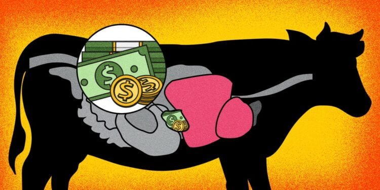 Inside the Million-Dollar Market for Cow Gallstones