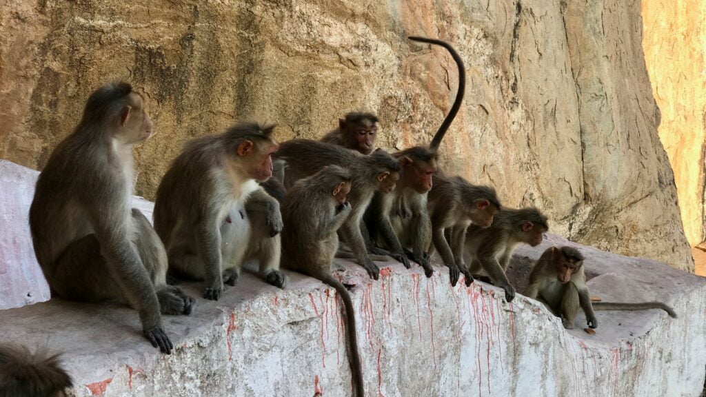 1602480617_1602313504443-monkey-gang-wars-keep-killing-people-in-india