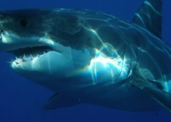 2020 Telah Menjadi Tahun Rekor untuk Serangan Hiu yang Mematikan di Australia