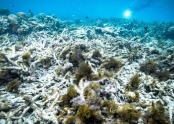 Separuh Terumbu Karang Penghalang Besar telah Meninggal dalam 25 Tahun Terakhir