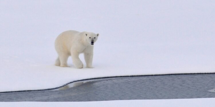 ‘Bagaimana Dimulai, Bagaimana Jalannya’: WWF Menggunakan Meme untuk Menyoroti Perubahan Iklim