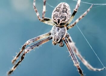 Pria Menemukan ‘Menggelitik’ di Penutup Telinga Sebenarnya Adalah Laba-laba Besar