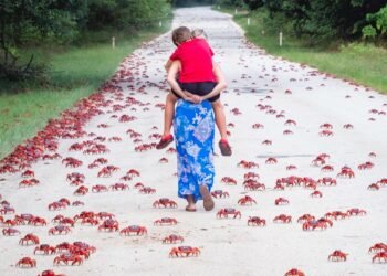 Minggu Ini di Pulau Christmas: 50 Juta Kepiting Berayun ke Lautan