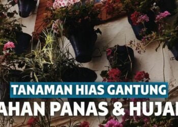 15 Tanaman Hias Gantung Indoor & Outdoor yang Segar