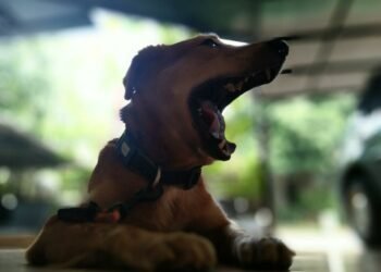 Memelihara Anjing Bagi Kesehatan Tubuh