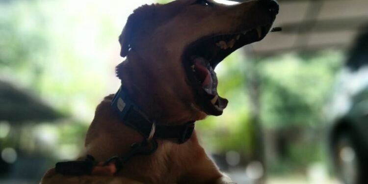 Memelihara Anjing Bagi Kesehatan Tubuh