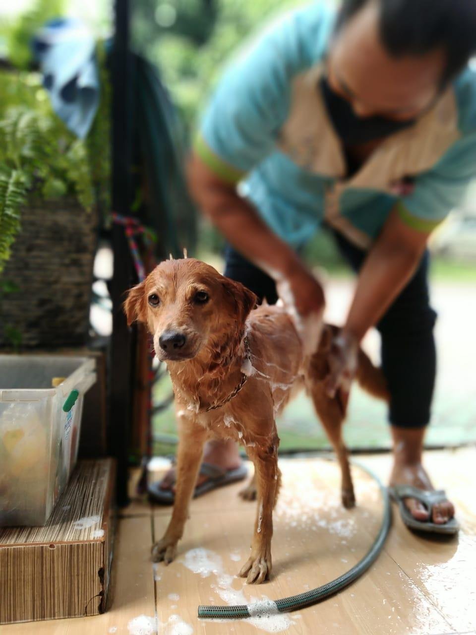 Memelihara Anjing Bagi Kesehatan Tubuh