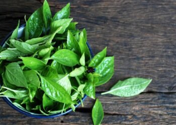 Daun Kemangi Atasi Penyakit Gula?