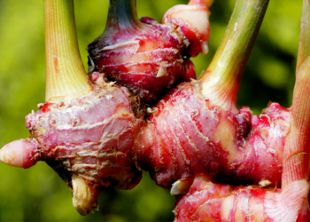 Petani Jahe: Kami Untung Bersih 60% Dari Rp16 juta/bulan