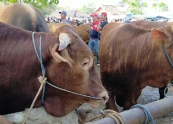 Tata Niaga Daging Sapi Perlu Pembenahan?