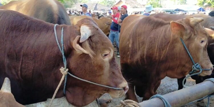 Tata Niaga Daging Sapi Perlu Pembenahan?