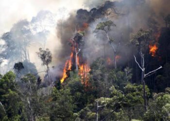 Benarkah Obral Ijin di Era Jokowi?