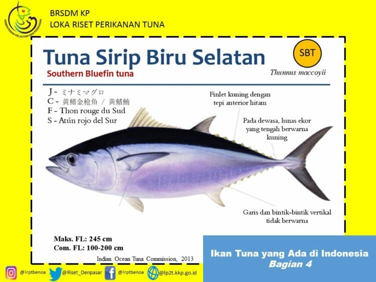 Mengenal Jenis Ikan Tuna di Dunia Serta Manfaatnya