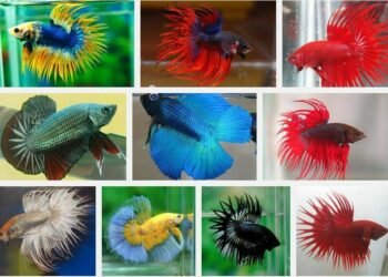 10 Jenis Ikan Cupang Hias Termahal