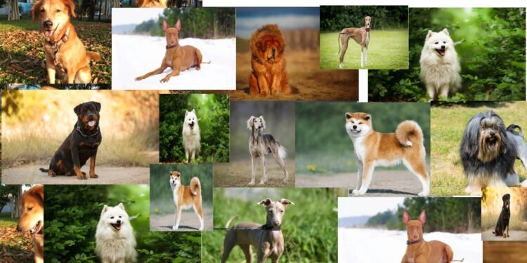 Anjing Seharga Kendaraan?