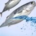 Mengenal Jenis Ikan Tuna di Dunia Serta Manfaatnya