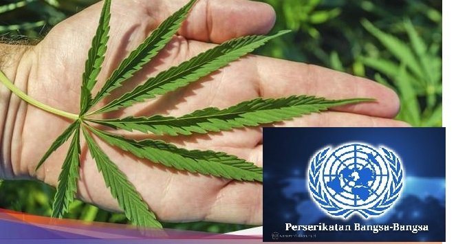 Anang Iskandar: Penting! Merubah Klasifikasi Ganja Agar Tidak Ketinggalan Kereta