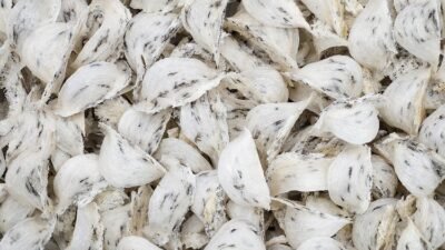 manfaat sarang burung walet