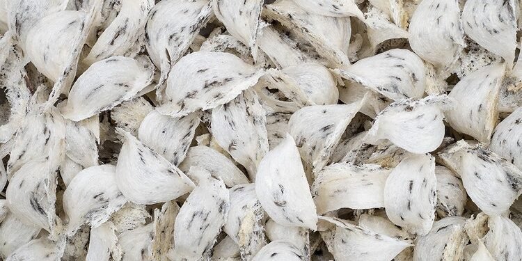 manfaat sarang burung walet