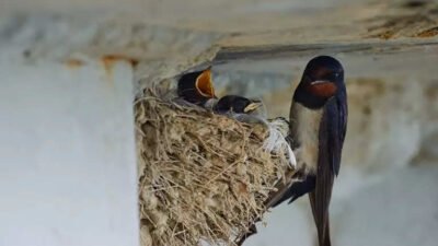 manfaat sarang burung walet