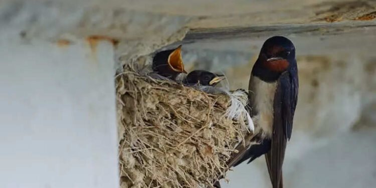manfaat sarang burung walet