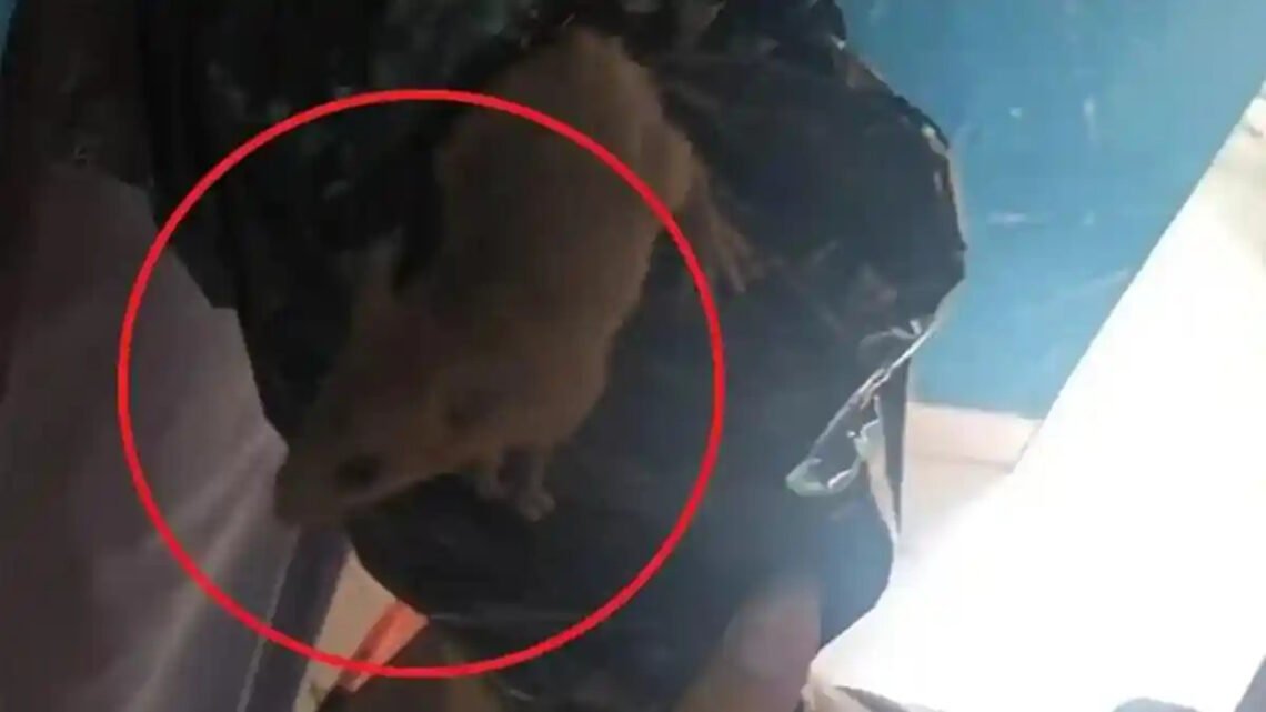 tikus keluar dari boks mbg