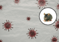 apa itu hantavirus?
