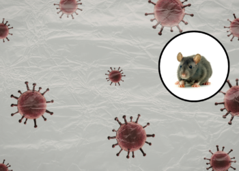 apa itu hantavirus?