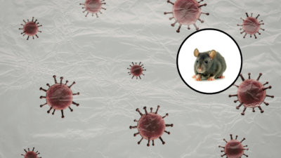 apa itu hantavirus?