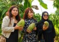 mangga jumbo dari majalengka
