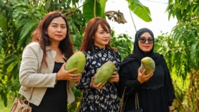mangga jumbo dari majalengka mangga jumbo dari majalengka