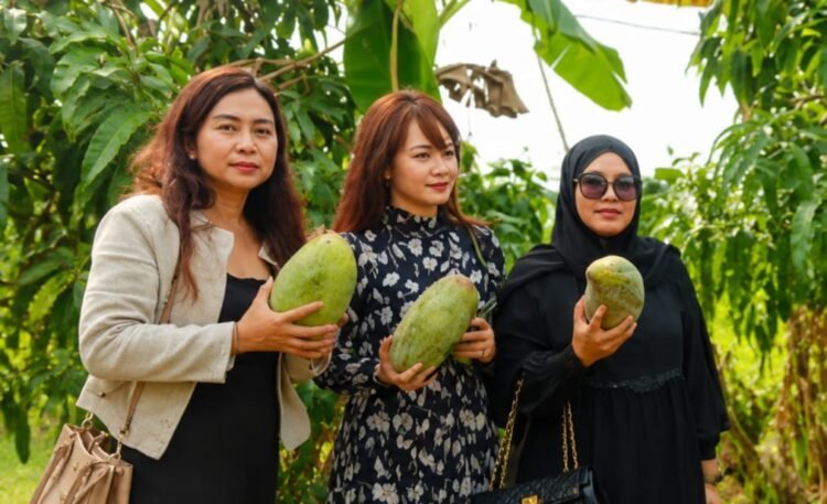 mangga jumbo dari majalengka mangga jumbo dari majalengka
