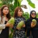 mangga jumbo dari majalengka