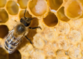 manfaat royal jelly