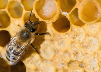 manfaat royal jelly