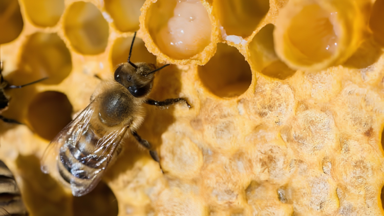 manfaat royal jelly