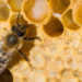 manfaat royal jelly