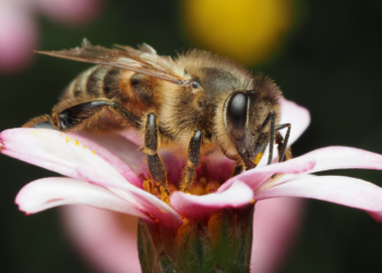 beras fortifikasi manfaat propolis